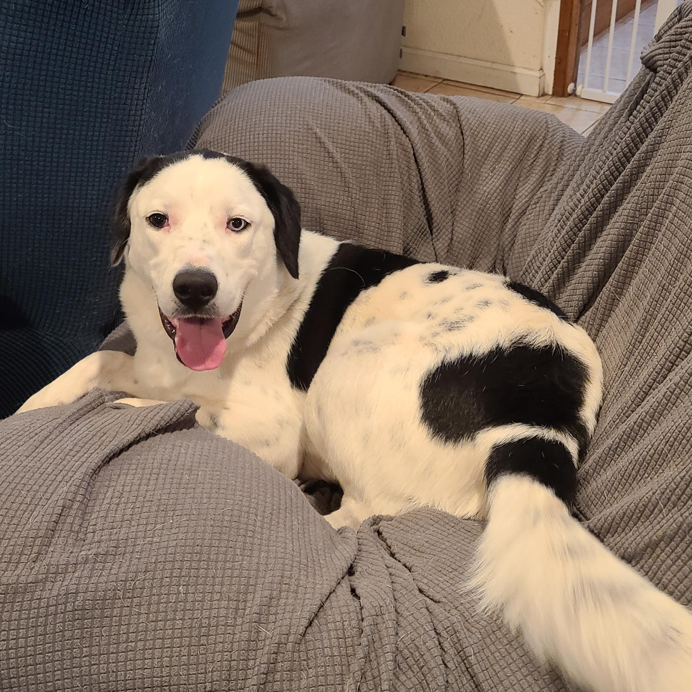 Enlarge Sweet Potato, an adoption pending mixed breed in Lake Stevens, WA image 2/6