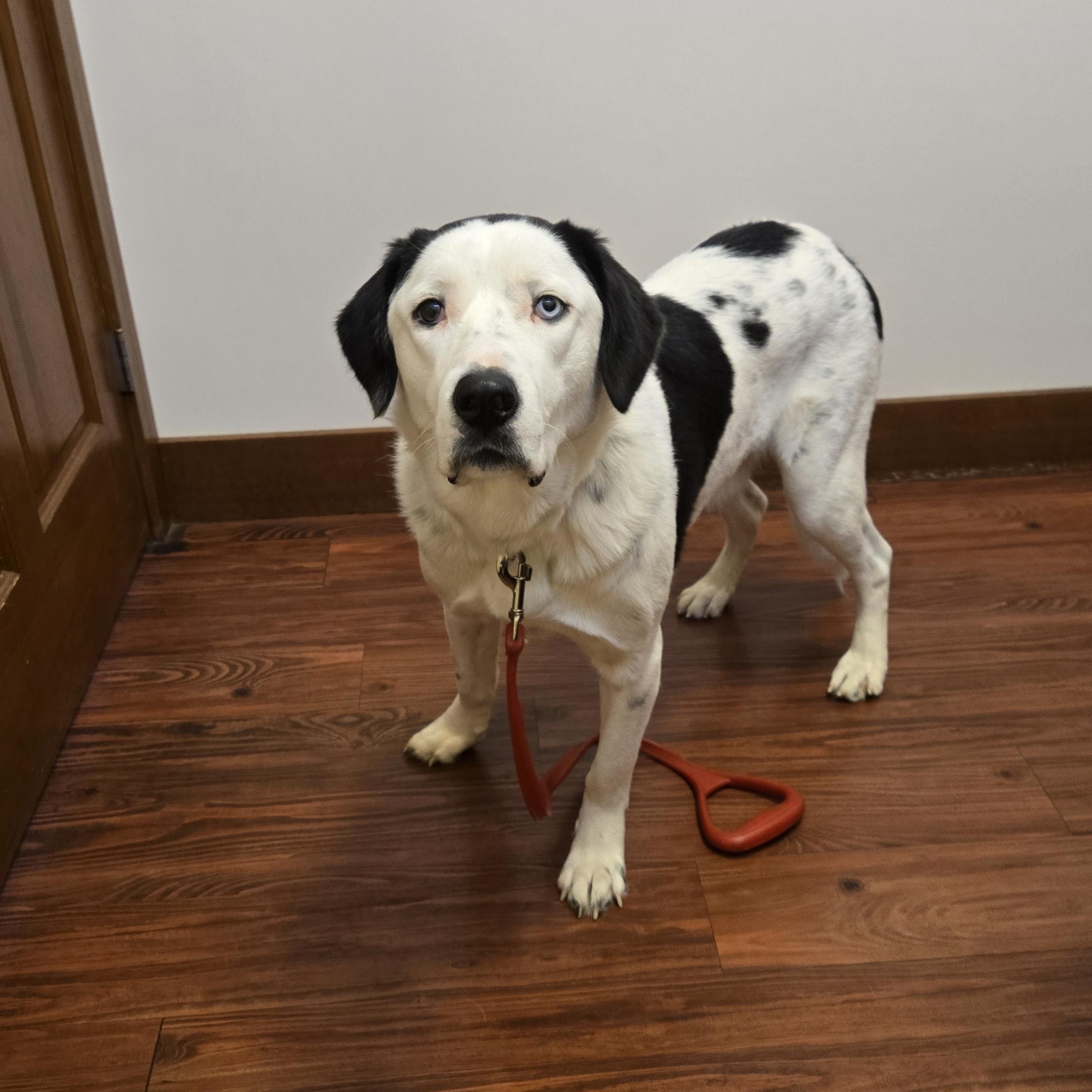 Enlarge Sweet Potato, an adoption pending mixed breed in Lake Stevens, WA image 6/6