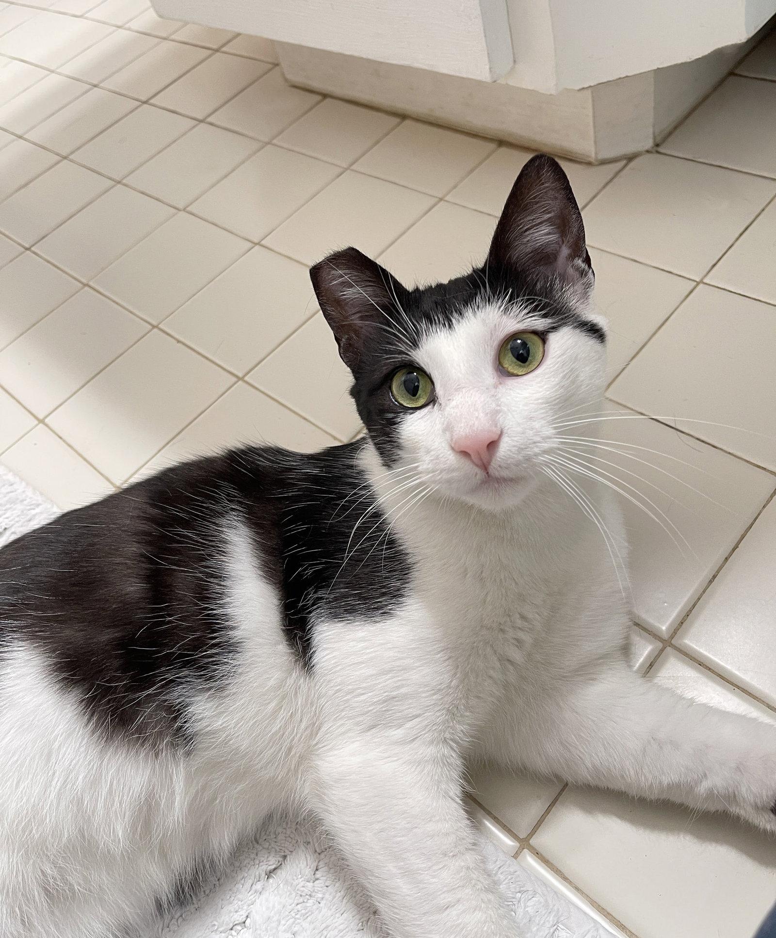 Casper, Adopted, Young Male Tuxedo & Domestic Short Hair.