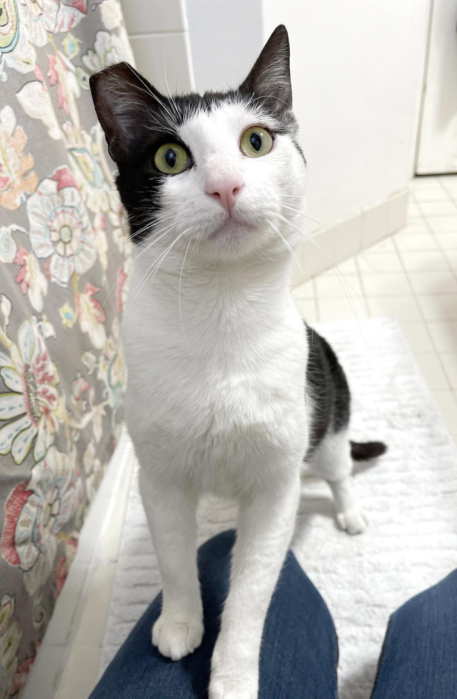 Enlarge Casper, a Adopted mixed breed in Alameda, CA image 3/3