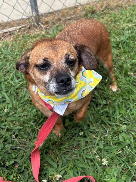 Iris, a ADOPTABLE Terrier in Fayetteville, AR image 4/4