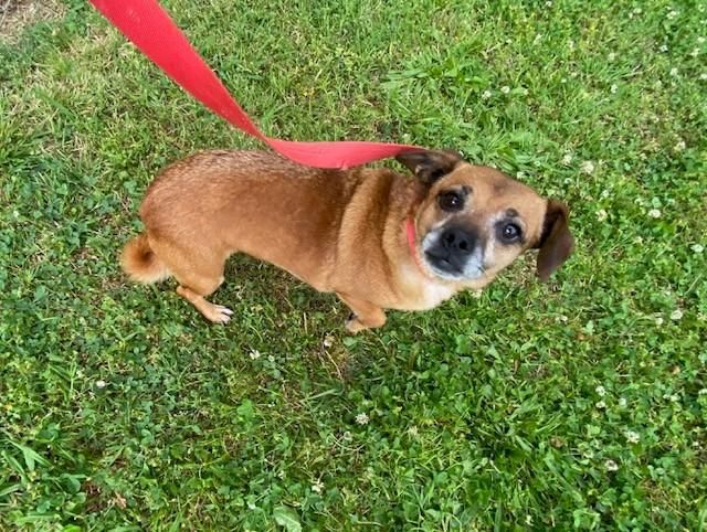 Iris, a ADOPTABLE Terrier in Fayetteville, AR image 2/4