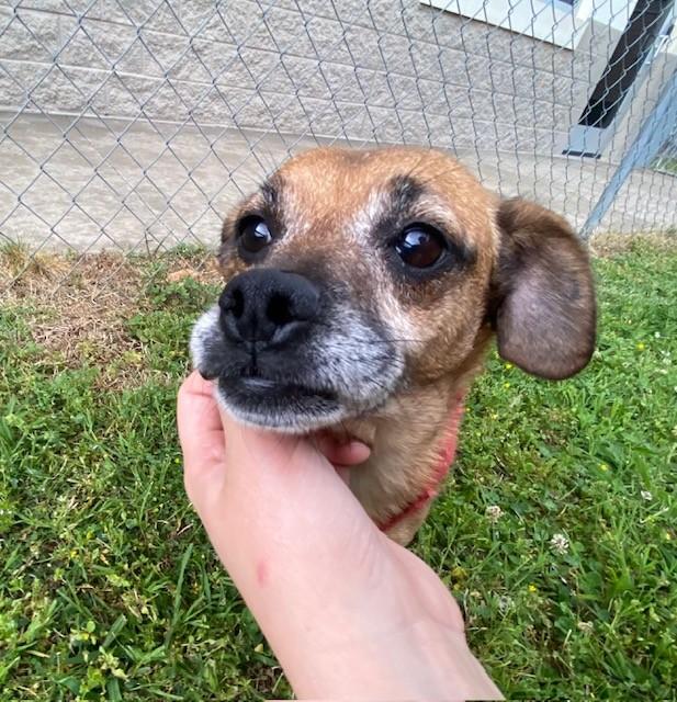 Iris, a ADOPTABLE Terrier in Fayetteville, AR image 1/4