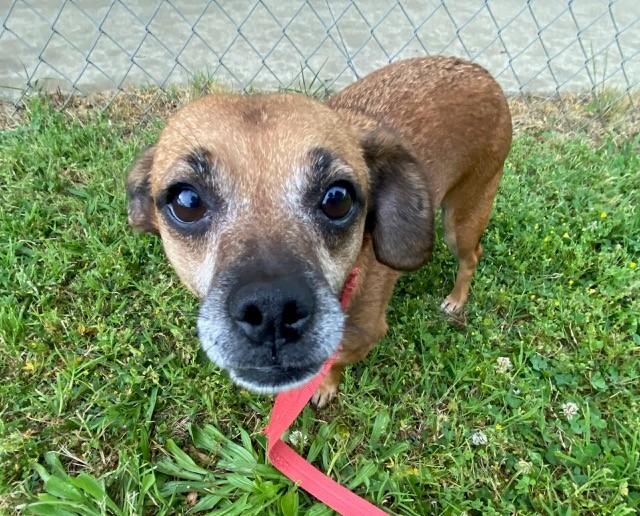 Iris, a ADOPTABLE Terrier in Fayetteville, AR image 3/4