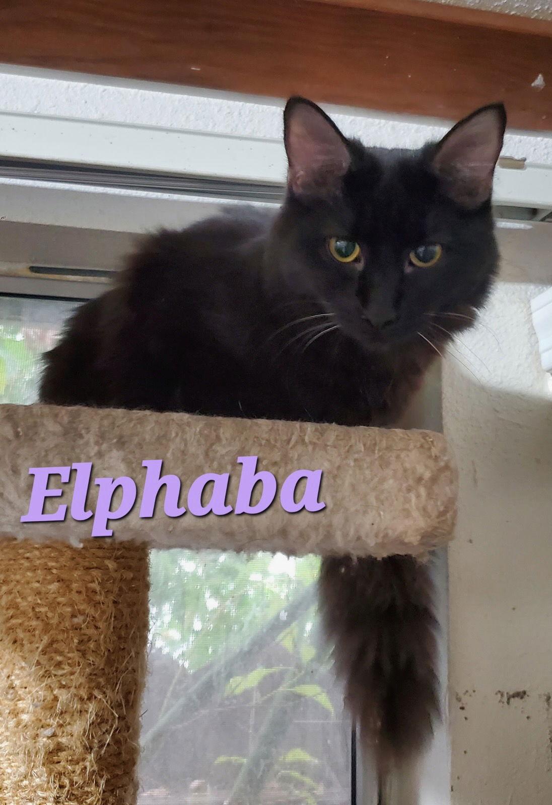 Enlarge Elphaba (& Nessa Rose), a Adopted Domestic Medium Hair in Castro Valley, CA image 1/3