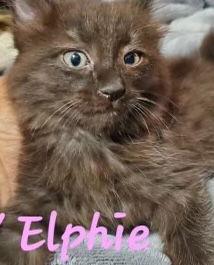 Enlarge Elphaba (& Nessa Rose), a Adopted Domestic Medium Hair in Castro Valley, CA image 2/3