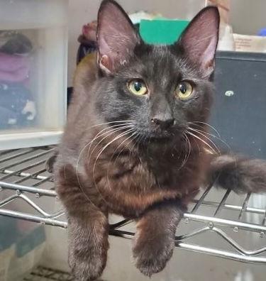 Enlarge Elphaba (& Nessa Rose), a Adopted Domestic Medium Hair in Castro Valley, CA image 3/3