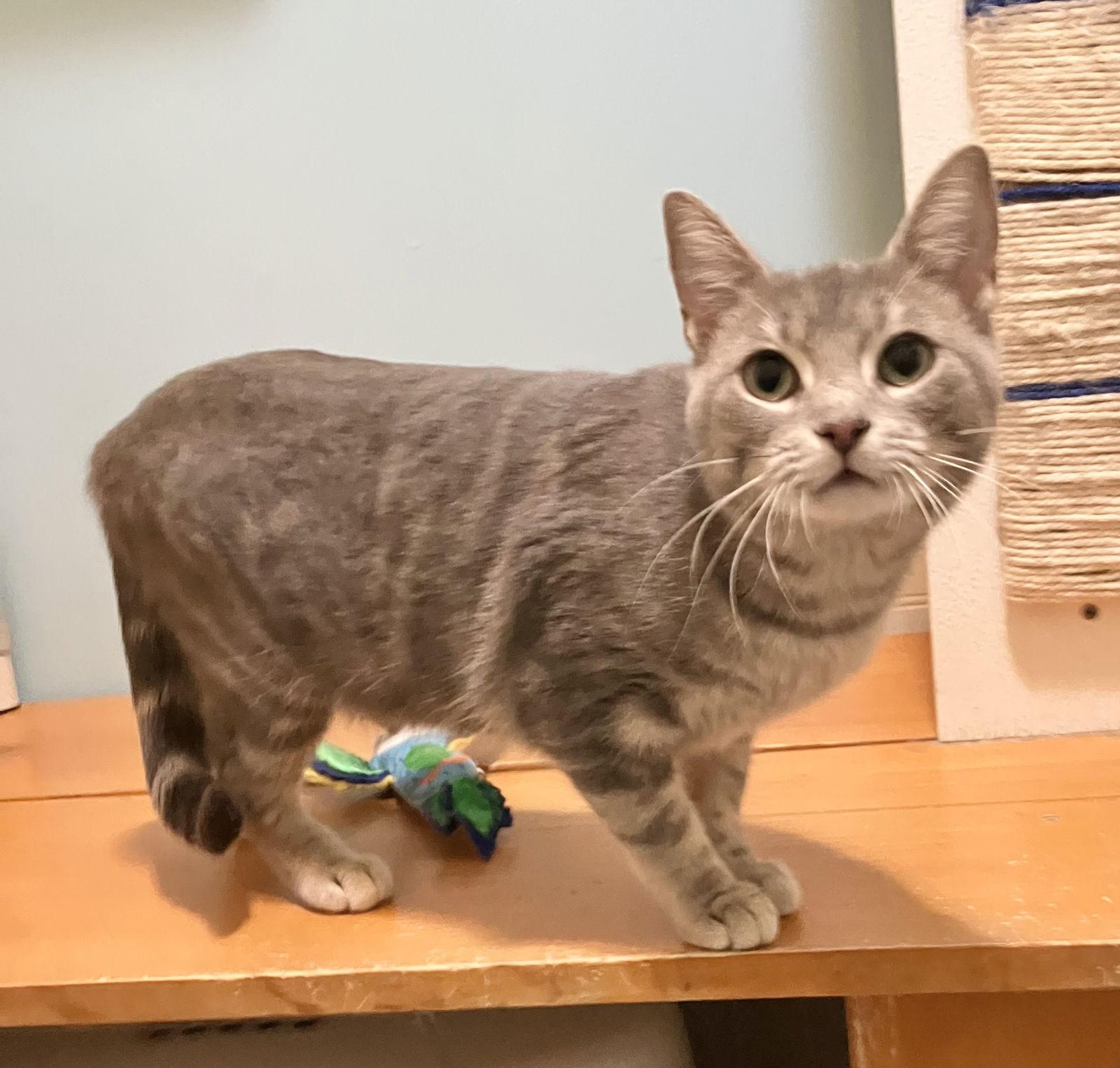 Scrumptious thumbnail 3