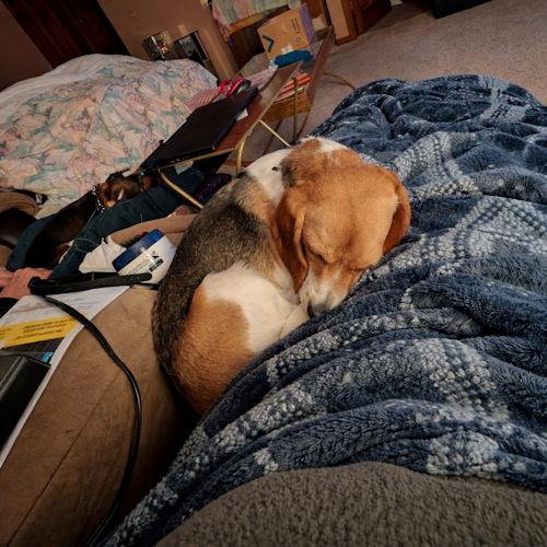 Enlarge Nora, a ADOPTABLE Beagle in Toledo, OH image 2/4