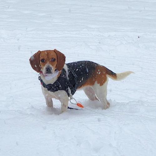 Enlarge Nora, a ADOPTABLE Beagle in Toledo, OH image 3/4