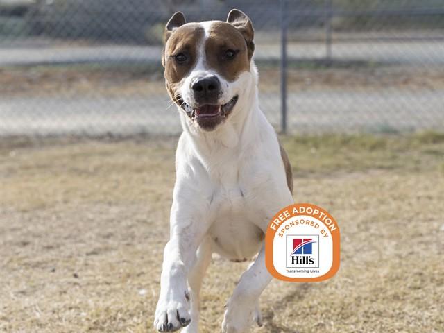 Enlarge PINOCCHIO, a Adoptable mixed breed in Phoenix, AZ image 1/1