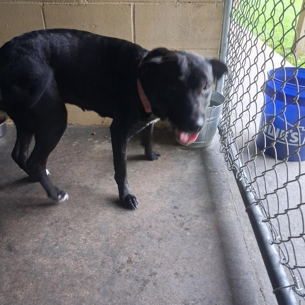 Enlarge Big Momma, a Adoptable English Bulldog in Lyons, GA image 2/2