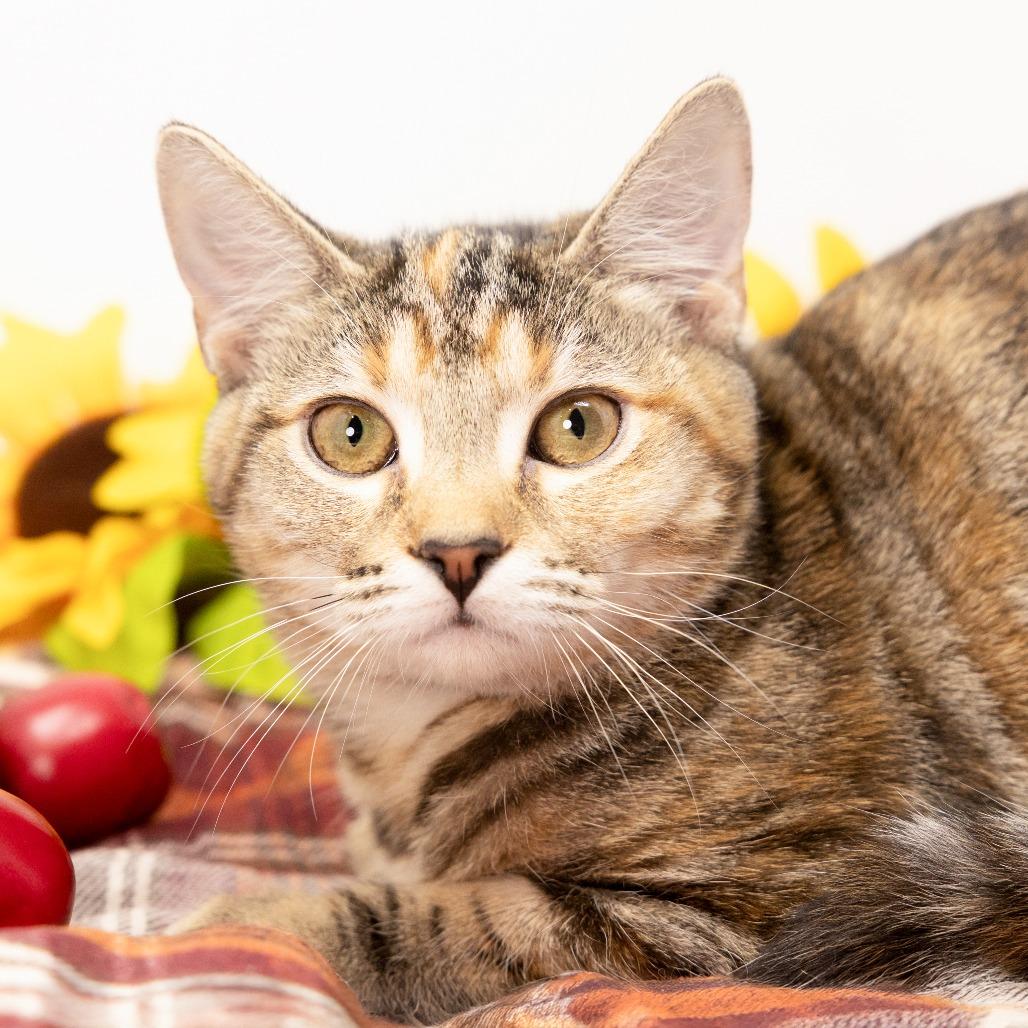 Opal, Adoptable, Young Female Domestic Short Hair.