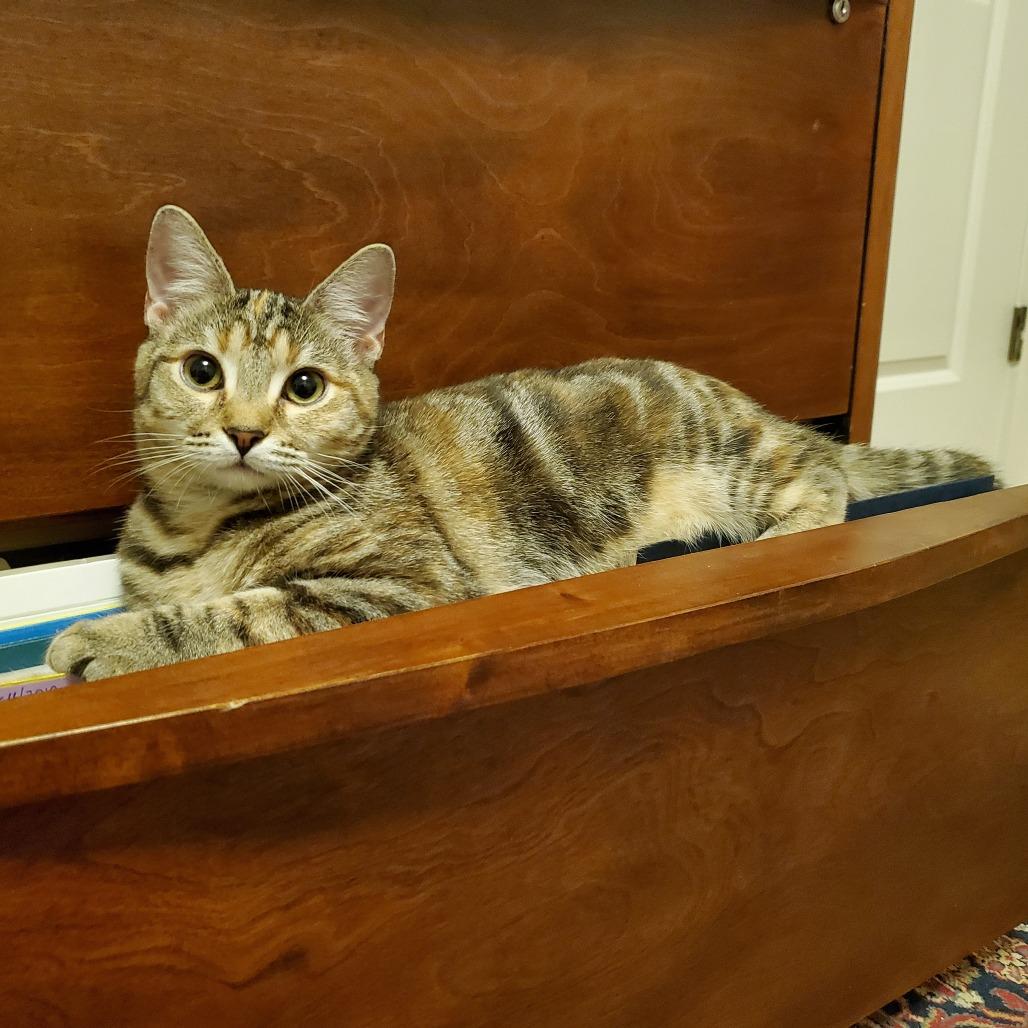Enlarge Opal, a Adoptable Domestic Short Hair in Durham, NC image 2/6