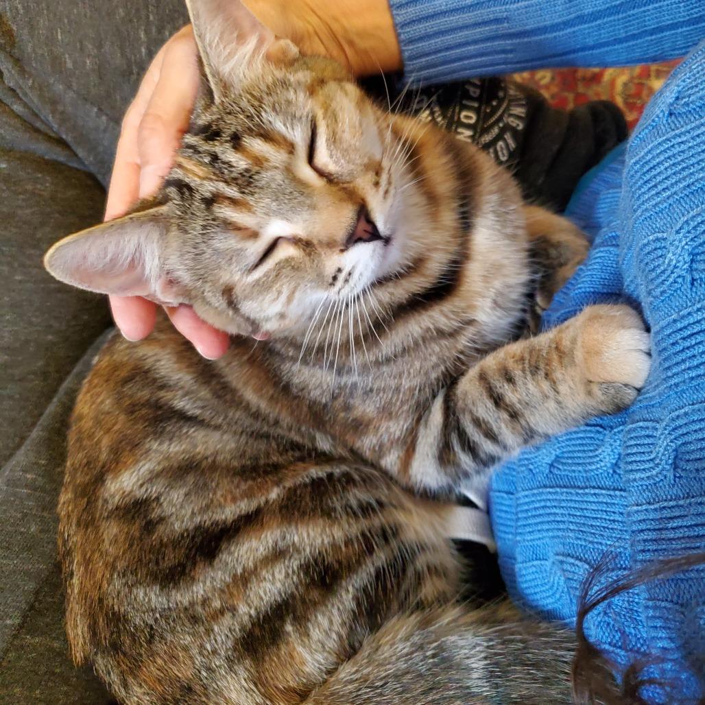 Enlarge Opal, a Adoptable Domestic Short Hair in Durham, NC image 3/6