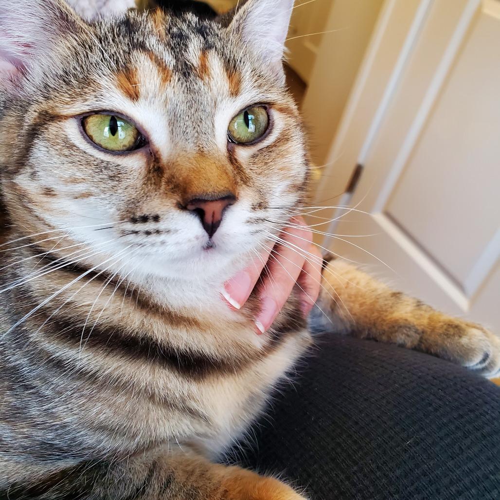 Enlarge Opal, a Adoptable Domestic Short Hair in Durham, NC image 4/6