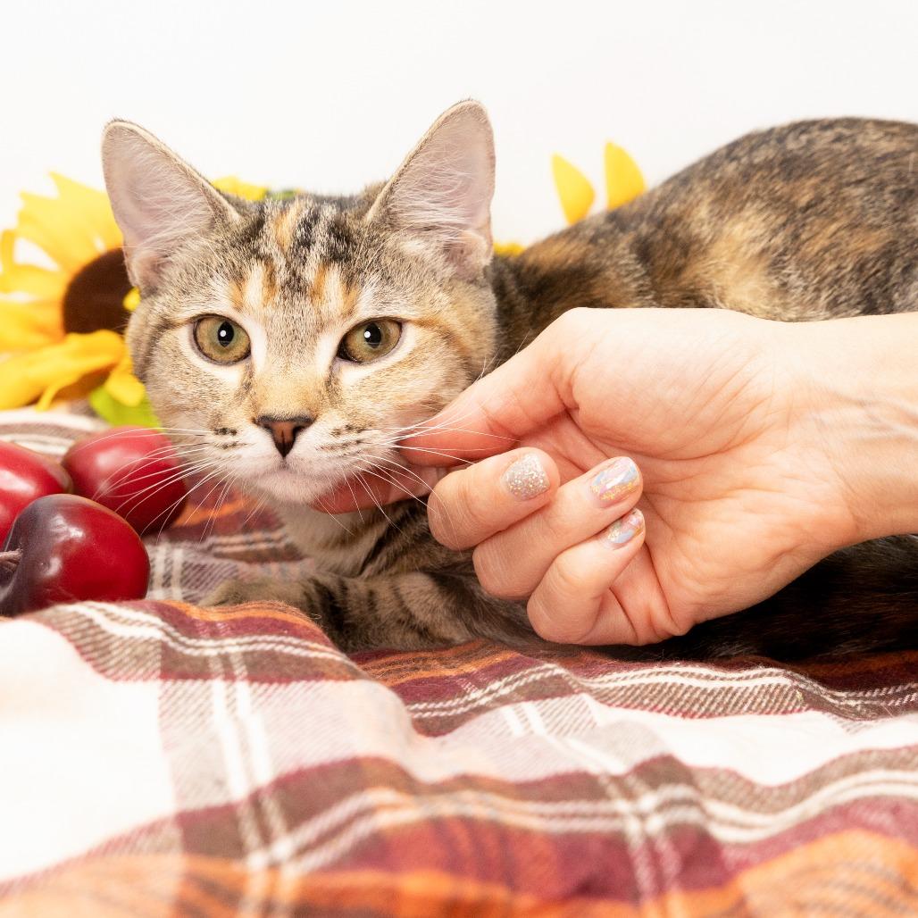 Enlarge Opal, a Adoptable Domestic Short Hair in Durham, NC image 5/6