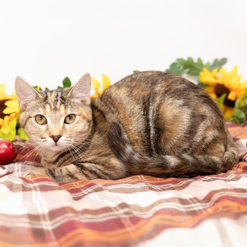 Enlarge Opal, a Adoptable Domestic Short Hair in Durham, NC image 6/6