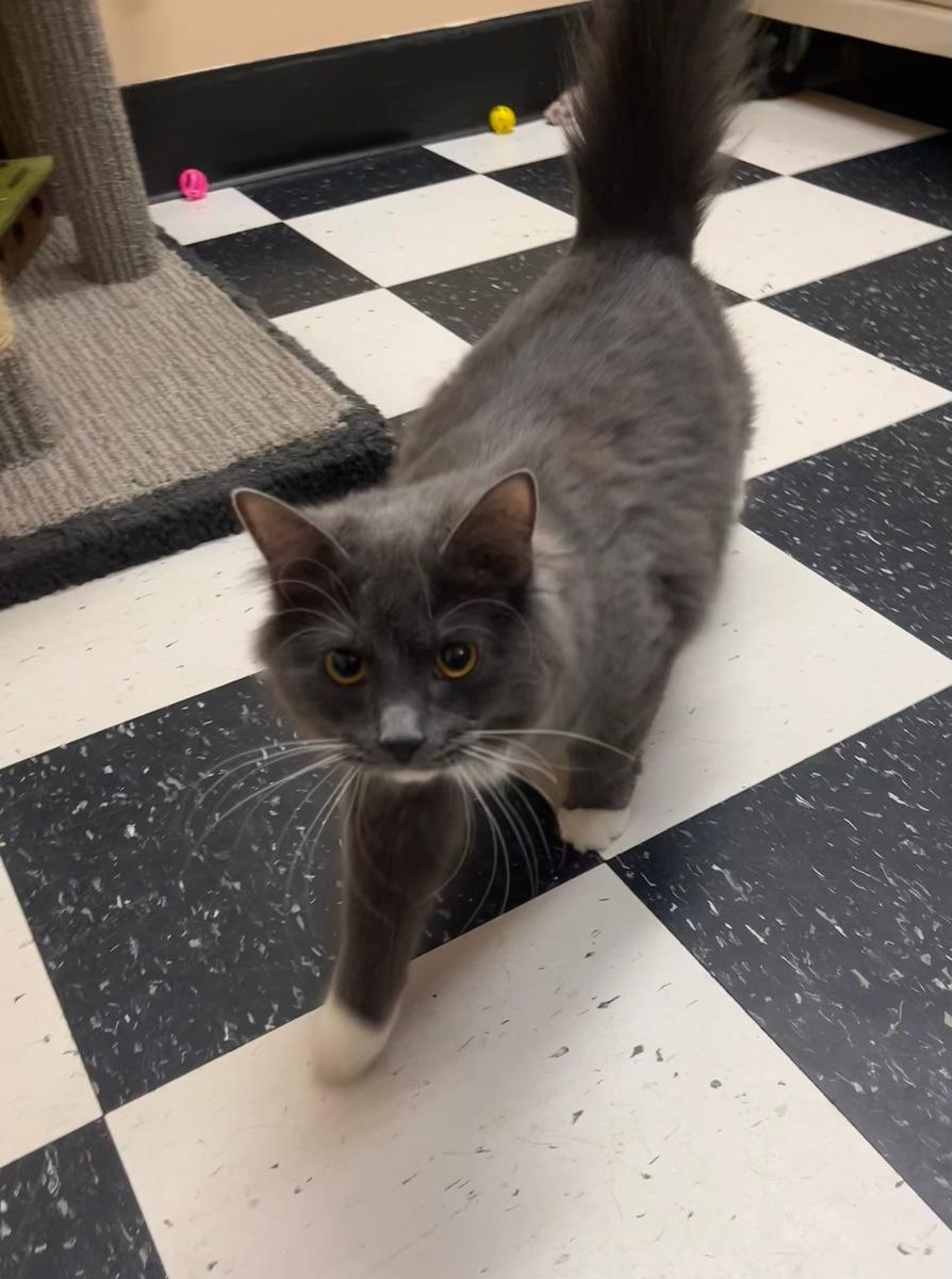 Berlin, ADOPTABLE, Young Male Domestic Long Hair.