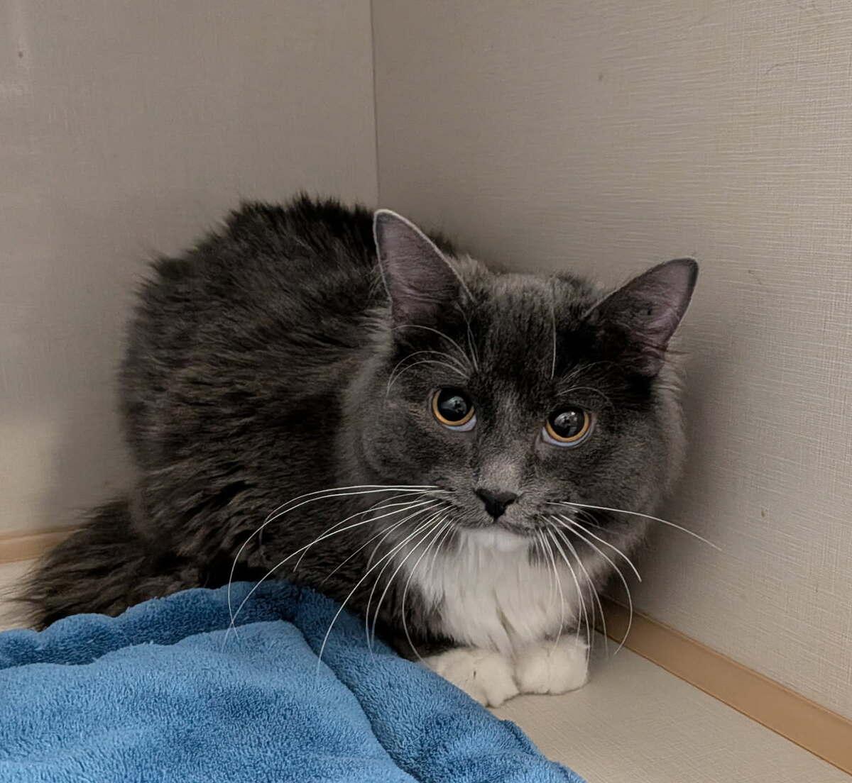 Enlarge Berlin, a ADOPTABLE Domestic Long Hair in wetaskiwin, AB image 2/3
