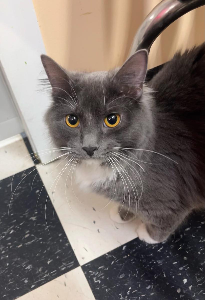 Enlarge Berlin, a ADOPTABLE Domestic Long Hair in wetaskiwin, AB image 3/3
