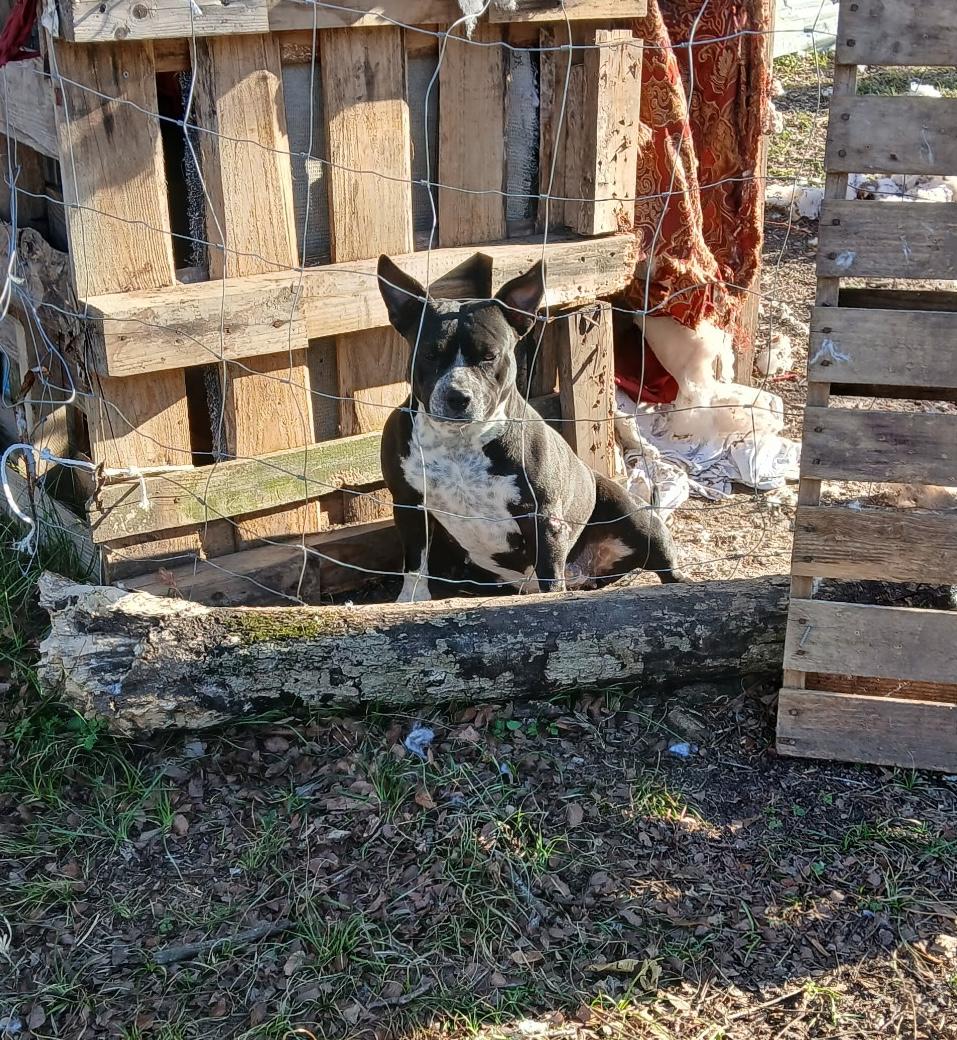 Caramel — thumbnail 6