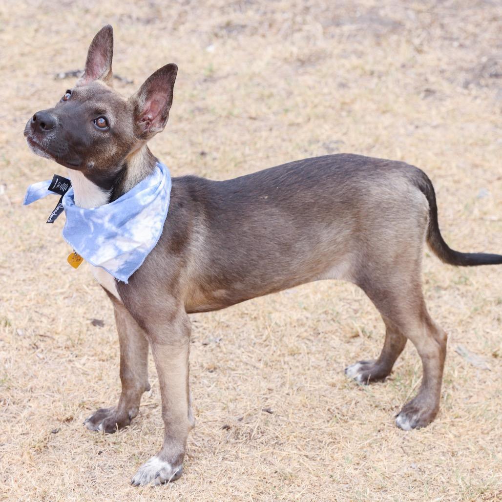 Enlarge Rolly, a Adoptable mixed breed in San Antonio, TX image 1/6