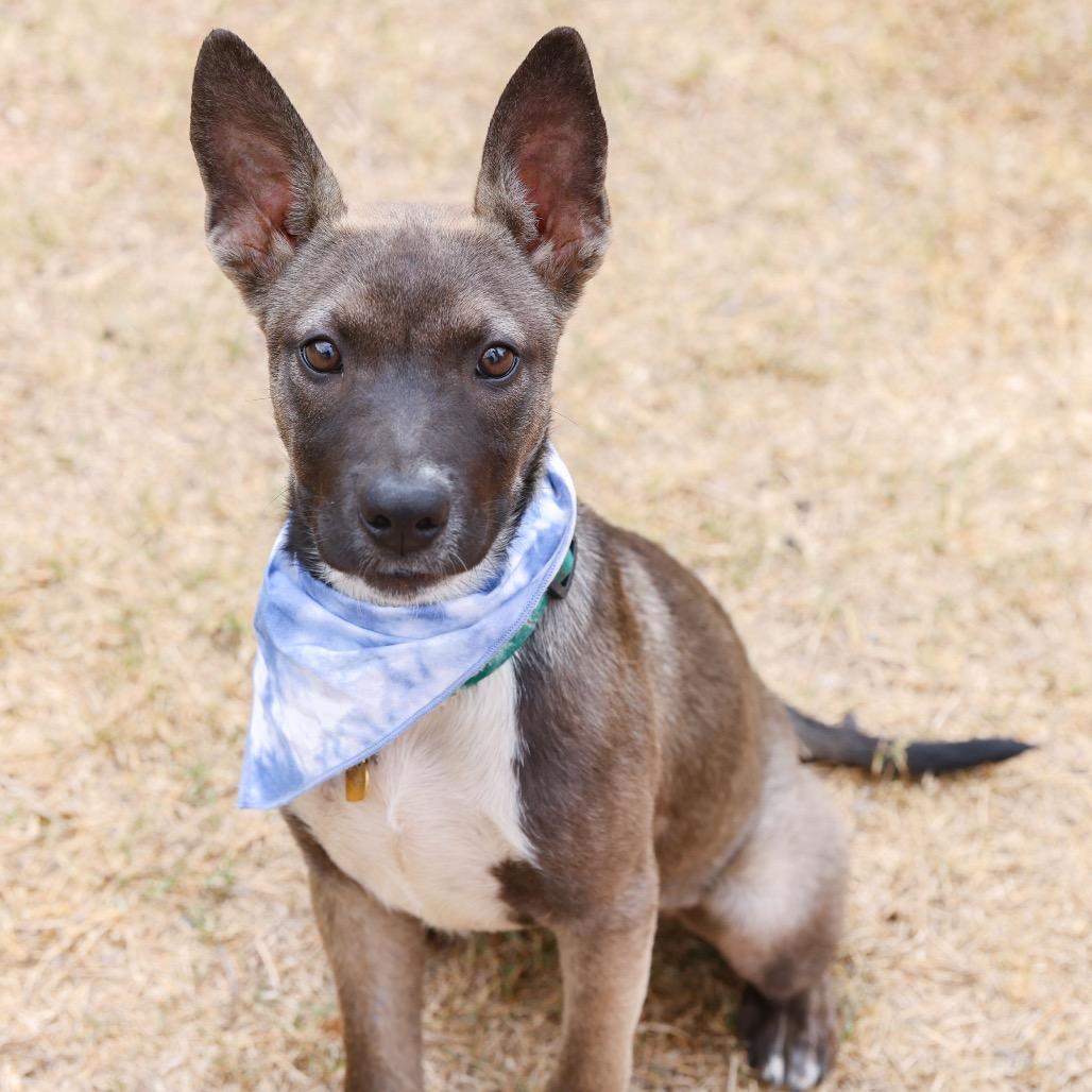 Enlarge Rolly, a Adoptable mixed breed in San Antonio, TX image 2/6