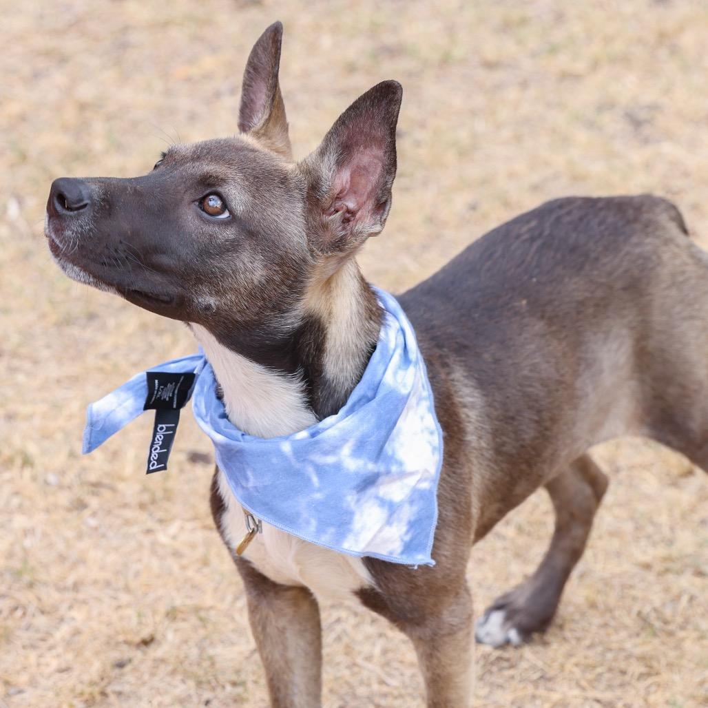 Enlarge Rolly, a Adoptable mixed breed in San Antonio, TX image 3/6