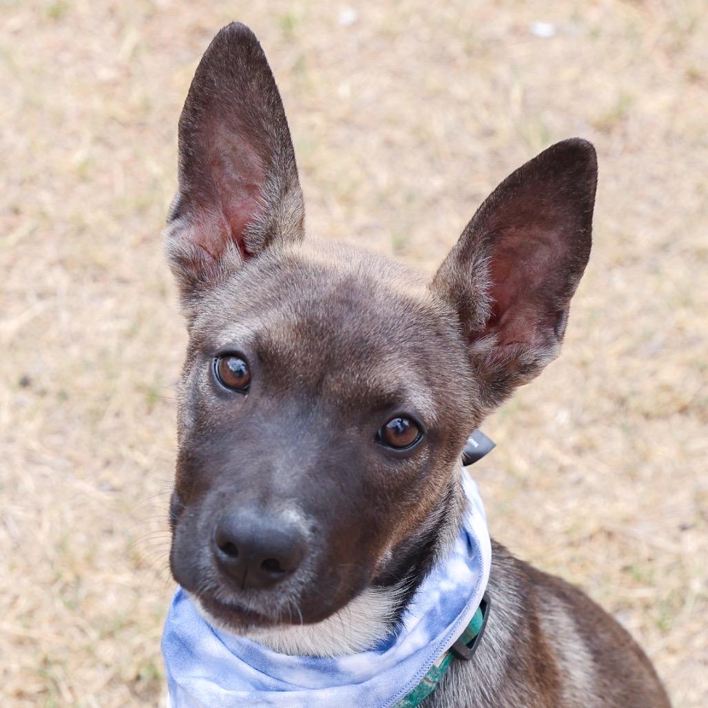Enlarge Rolly, a Adoptable mixed breed in San Antonio, TX image 4/6