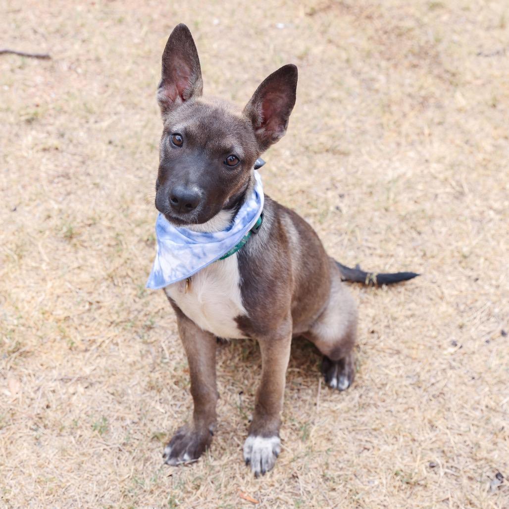 Enlarge Rolly, a Adoptable mixed breed in San Antonio, TX image 5/6