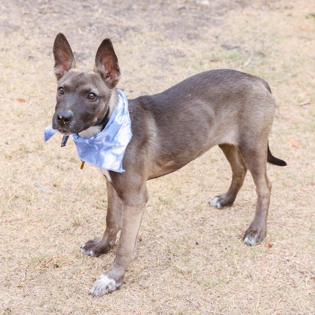 Enlarge Rolly, a Adoptable mixed breed in San Antonio, TX image 6/6