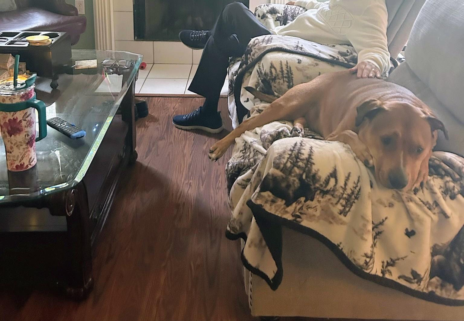 Newton-URGENT, ADOPTABLE, Adult Male Hound.