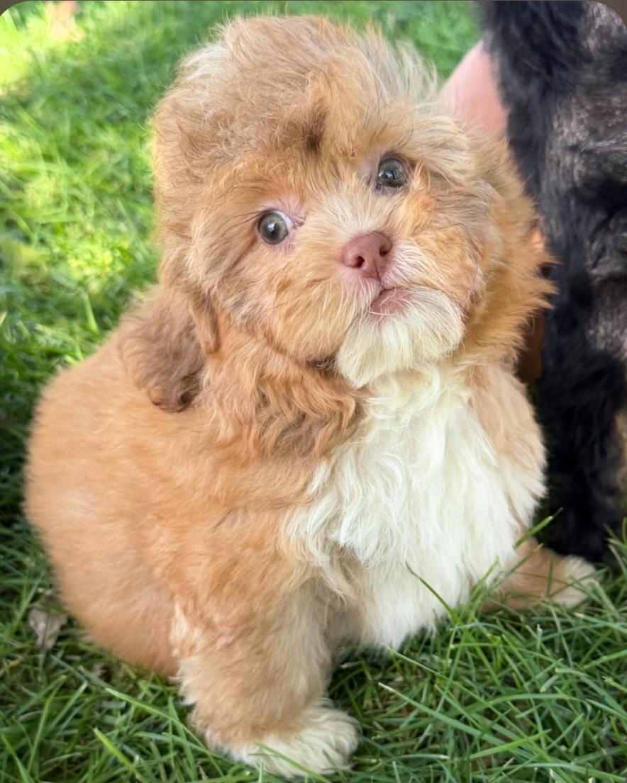 Enlarge Meatball, a Adoptable Shih poo in Liberty Center, OH image 1/4