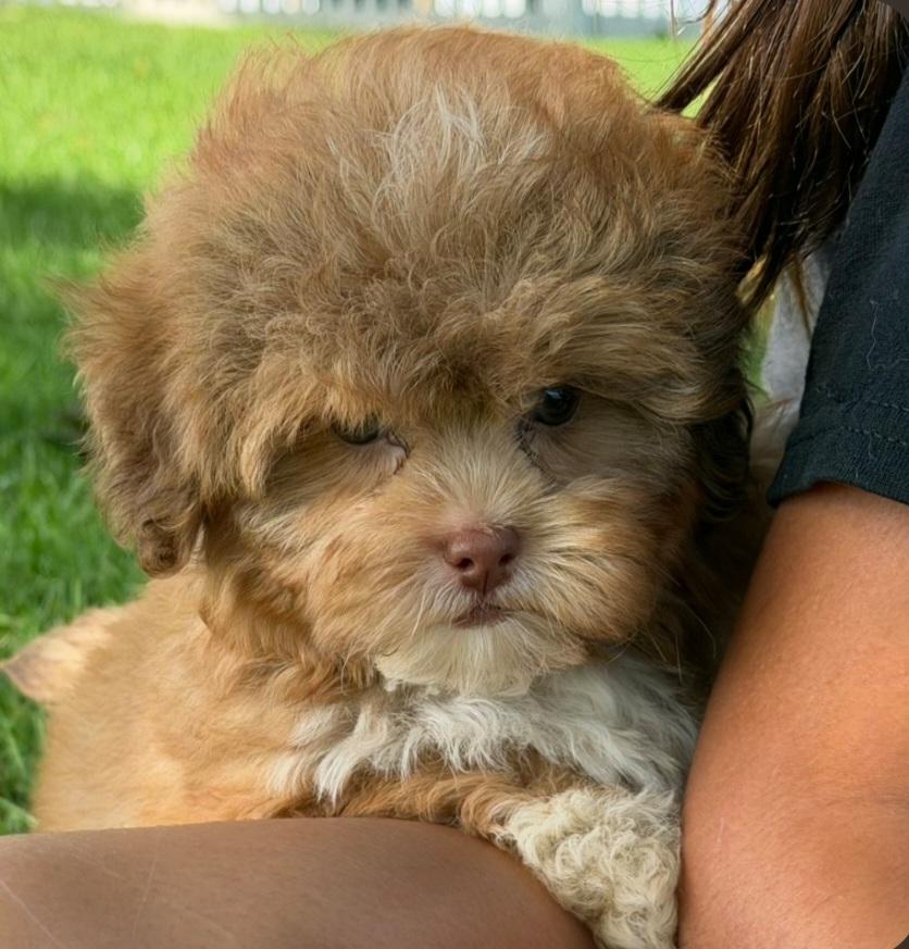 Enlarge Meatball, a Adoptable Shih poo in Liberty Center, OH image 3/4