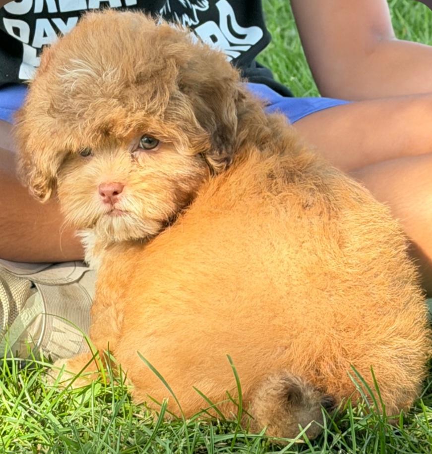 Enlarge Meatball, a Adoptable Shih poo in Liberty Center, OH image 4/4