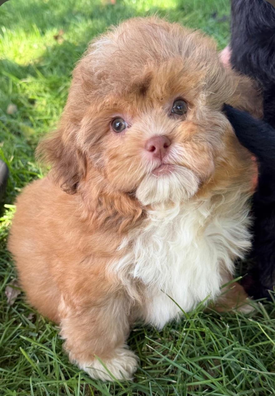 Enlarge Meatball, a Adoptable Shih poo in Liberty Center, OH image 2/4