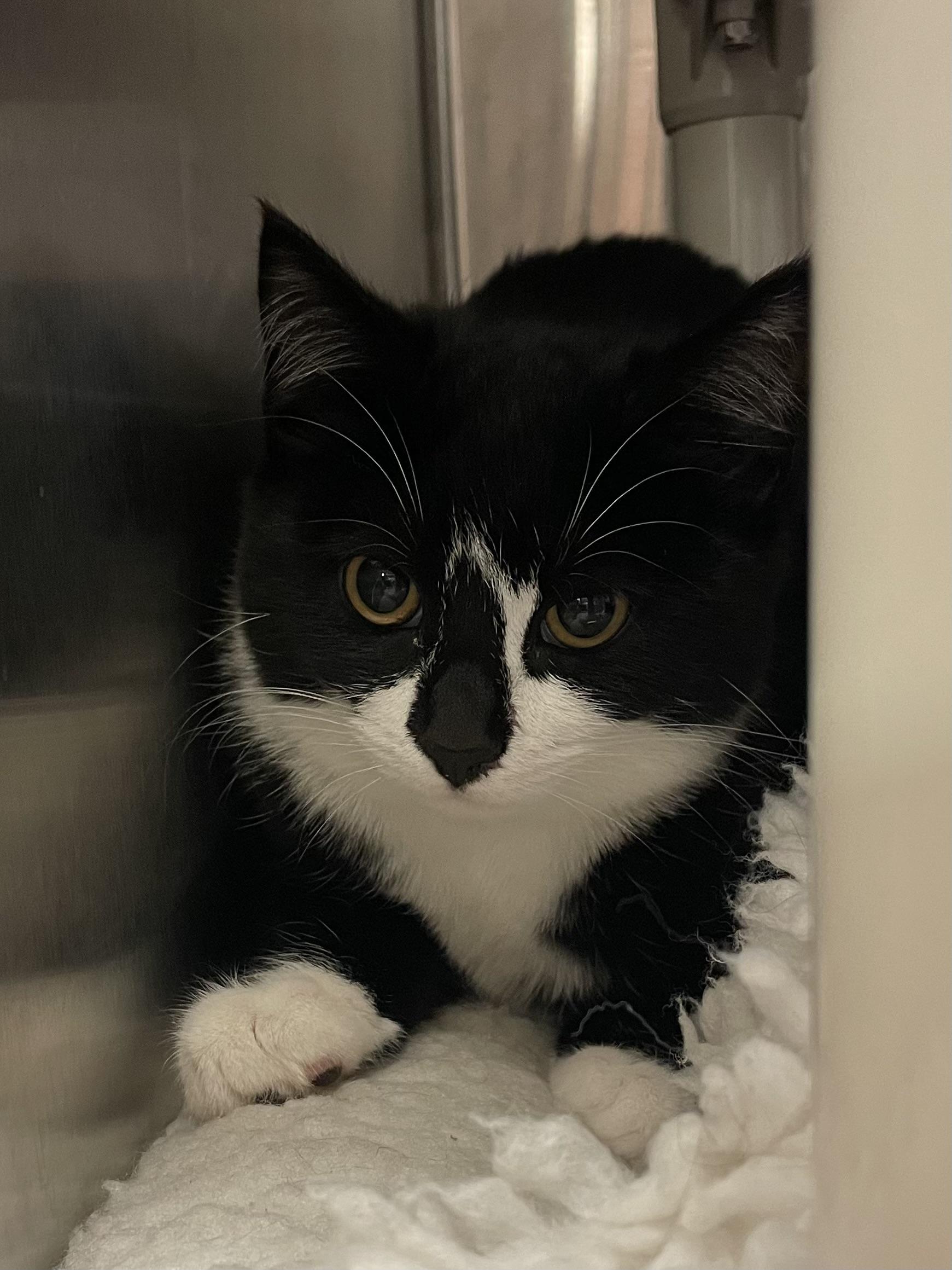 Enlarge Wilma, a ADOPTABLE Tuxedo in North Kingstown, RI image 2/3
