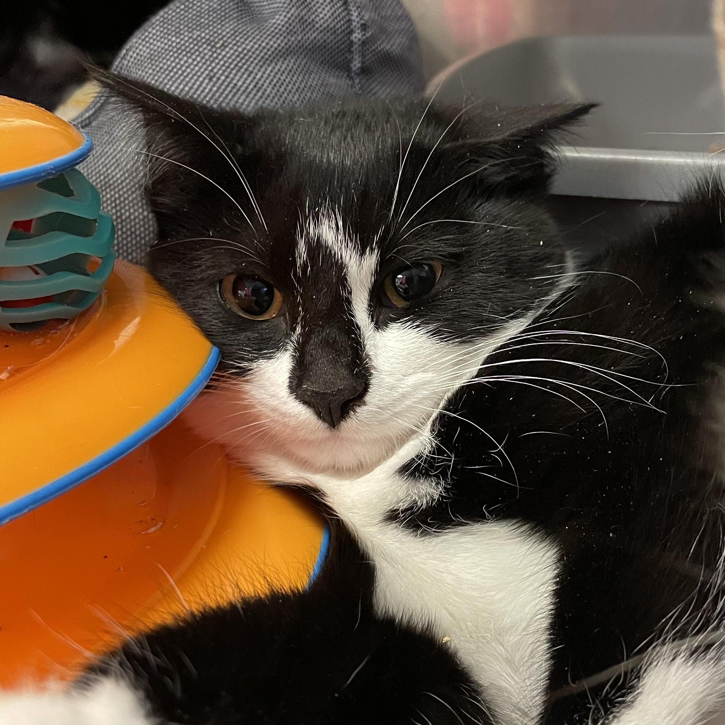 Wilma, ADOPTABLE, Kitten Female Tuxedo.