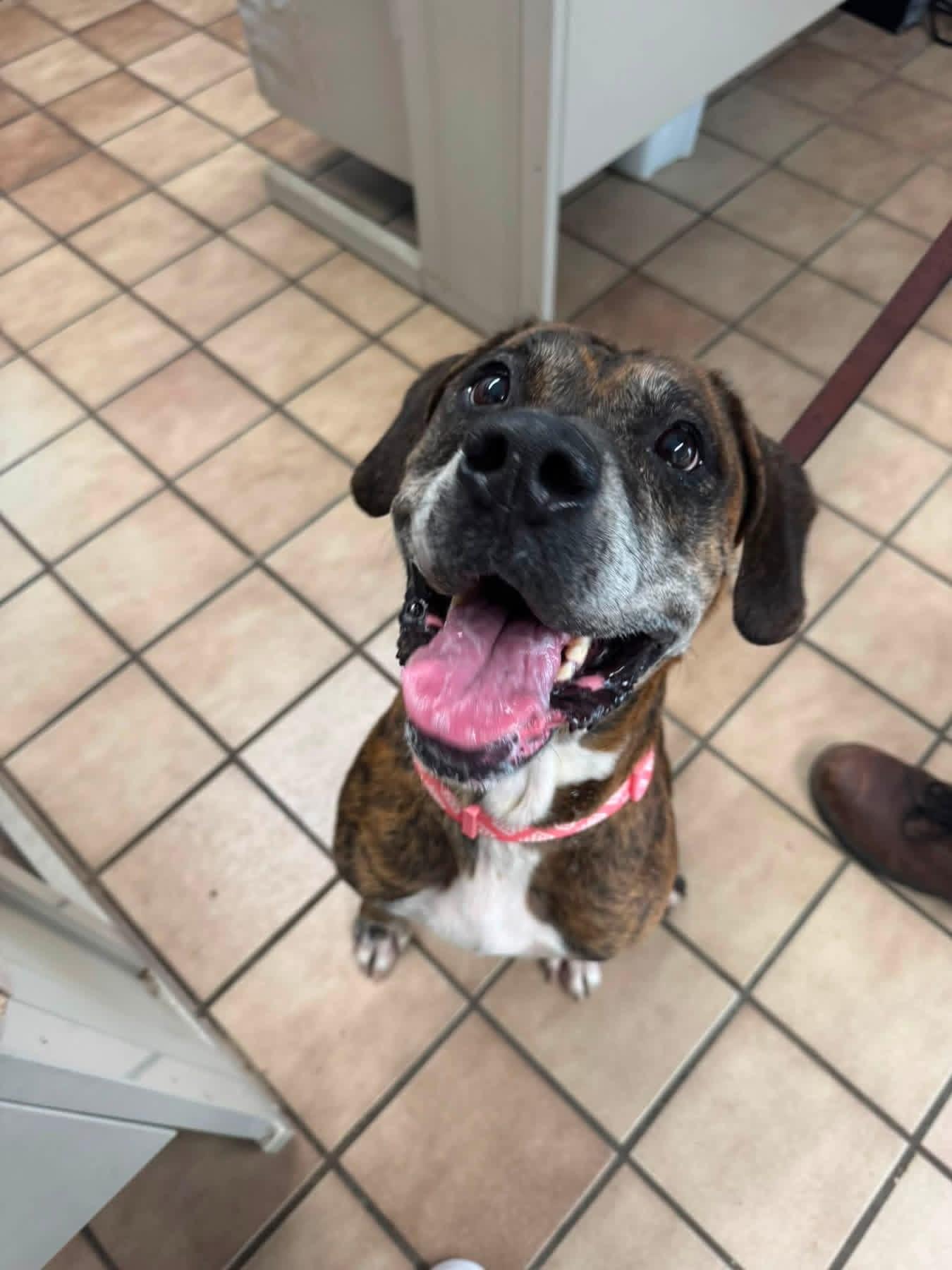 Edwina, adopted, Senior Female Plott Hound.