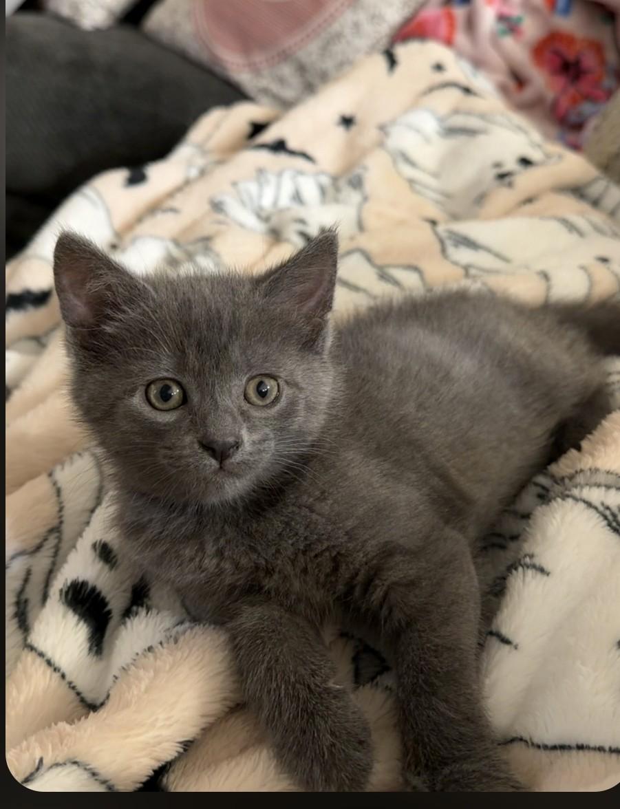 Enlarge Travis, an adopted Domestic Short Hair in Sellersburg, IN image 3/4