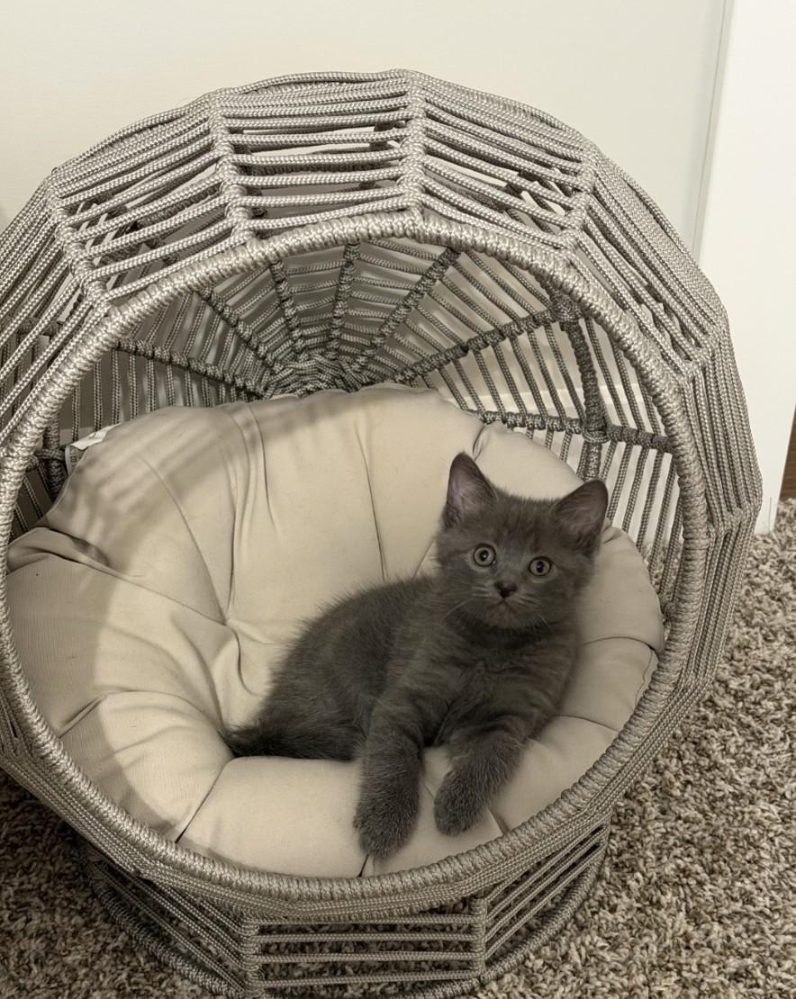 Enlarge Travis, an adopted Domestic Short Hair in Sellersburg, IN image 1/4