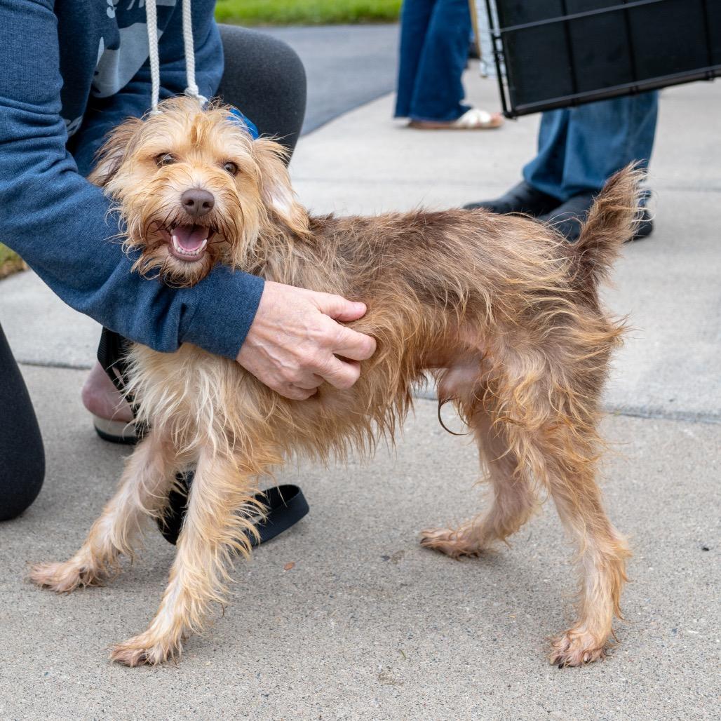 Bojangles, Adopted, Adult Male Mixed Breed.