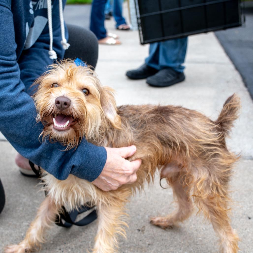 Enlarge Bojangles, a Adopted Mixed Breed in Maple Grove, MN image 3/4