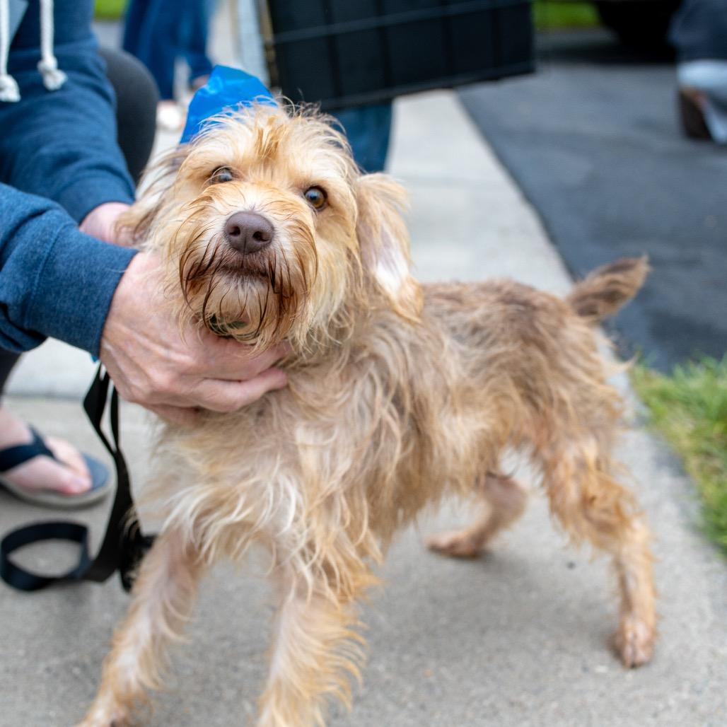 Enlarge Bojangles, a Adopted Mixed Breed in Maple Grove, MN image 4/4