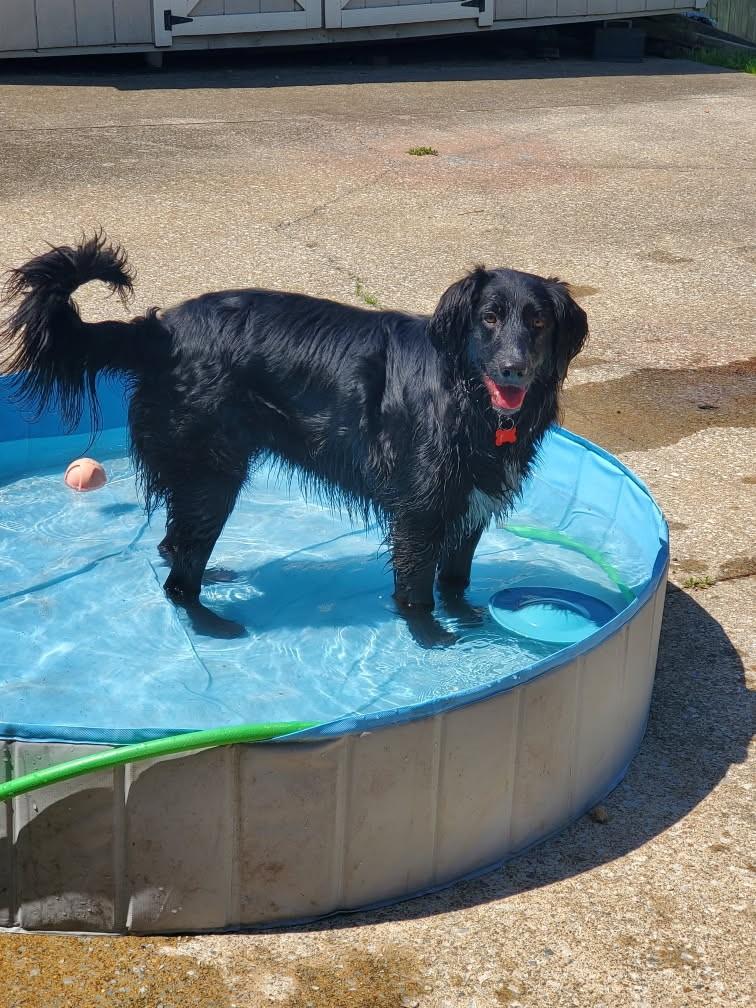 Enlarge Fern, a Adoptable mixed breed in Hendersonville, TN image 1/2