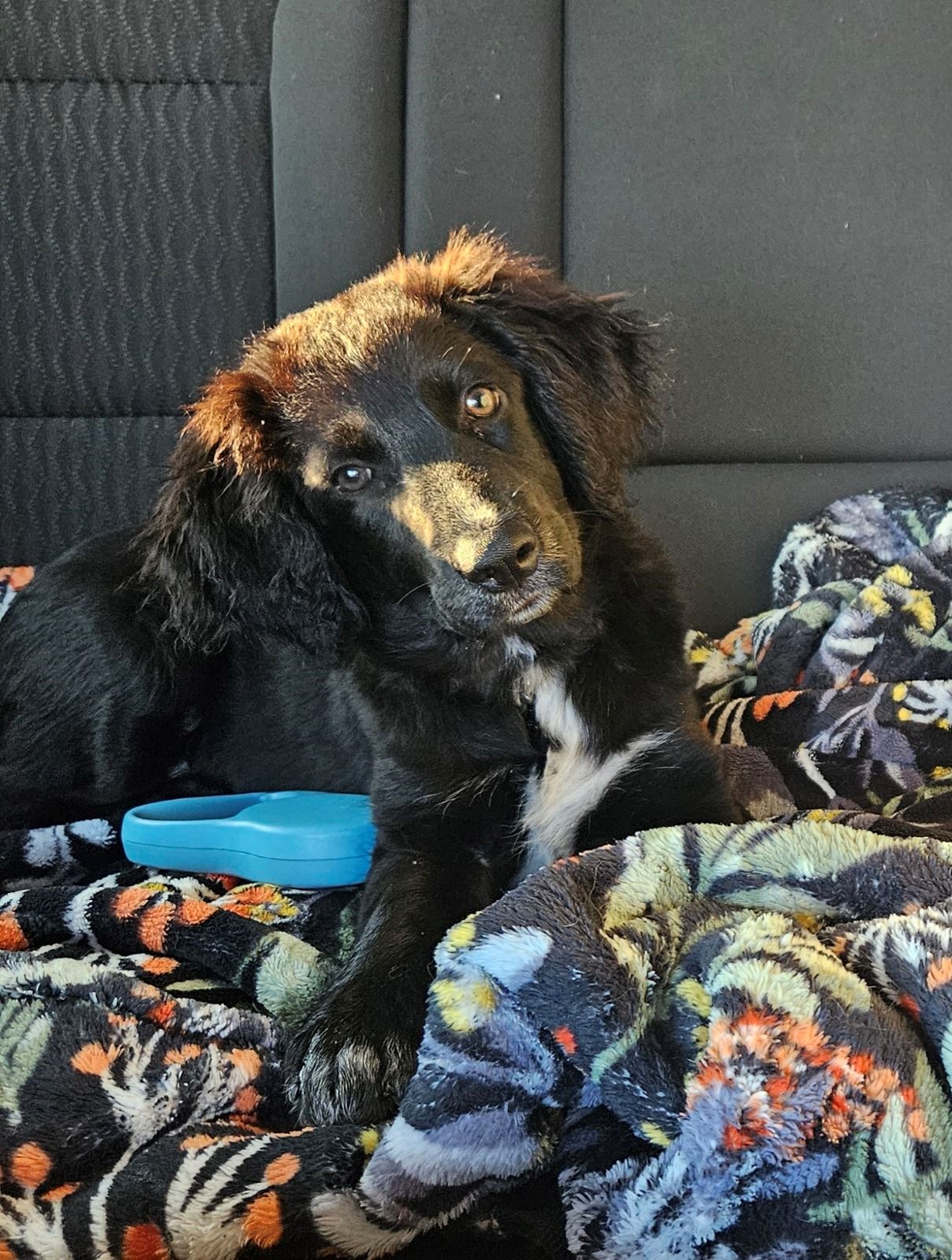 Enlarge Fern, a Adoptable mixed breed in Hendersonville, TN image 1/1