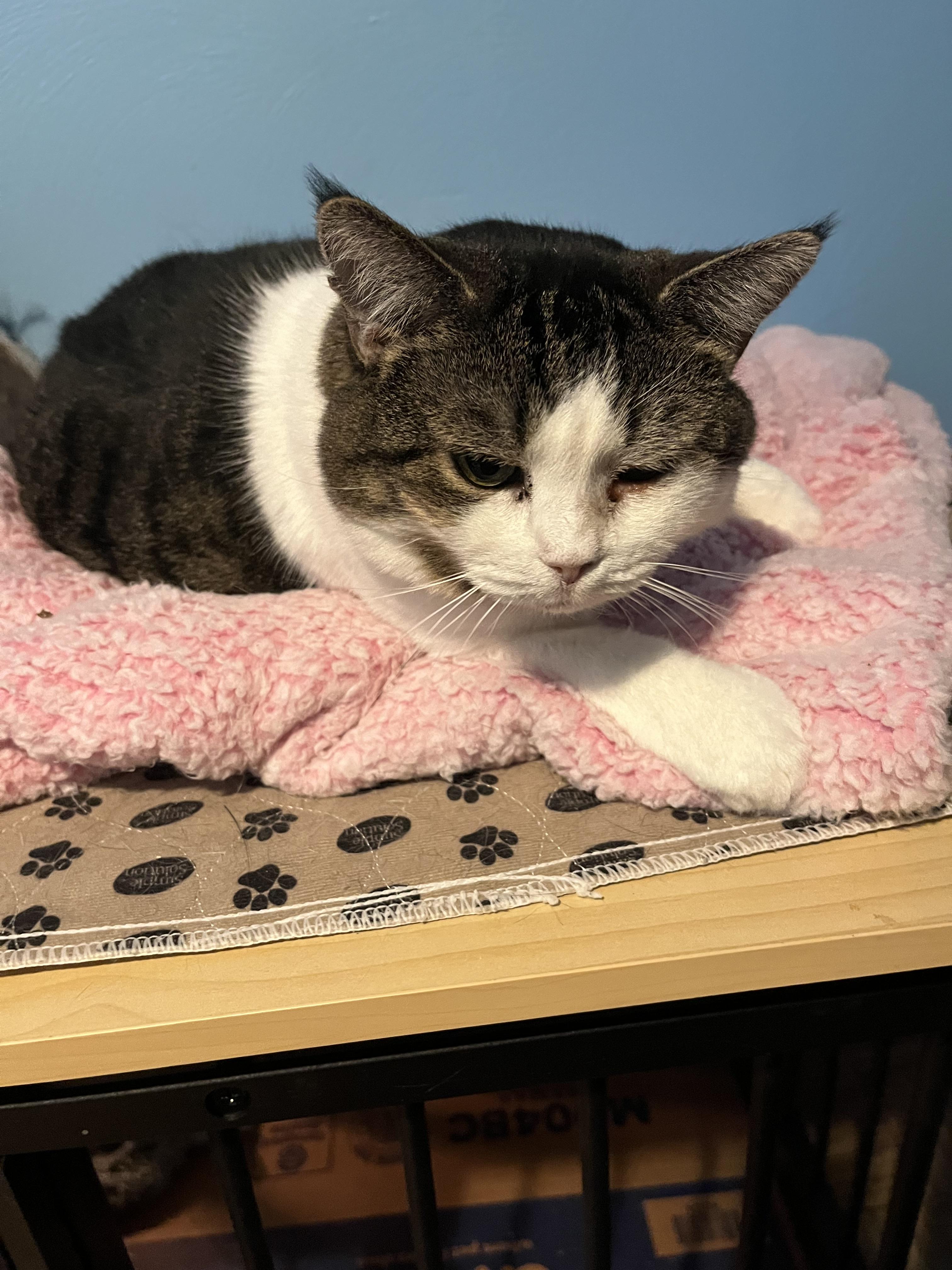 Candy, a Adoptable Domestic Short Hair in Springdale, PA image 1/5