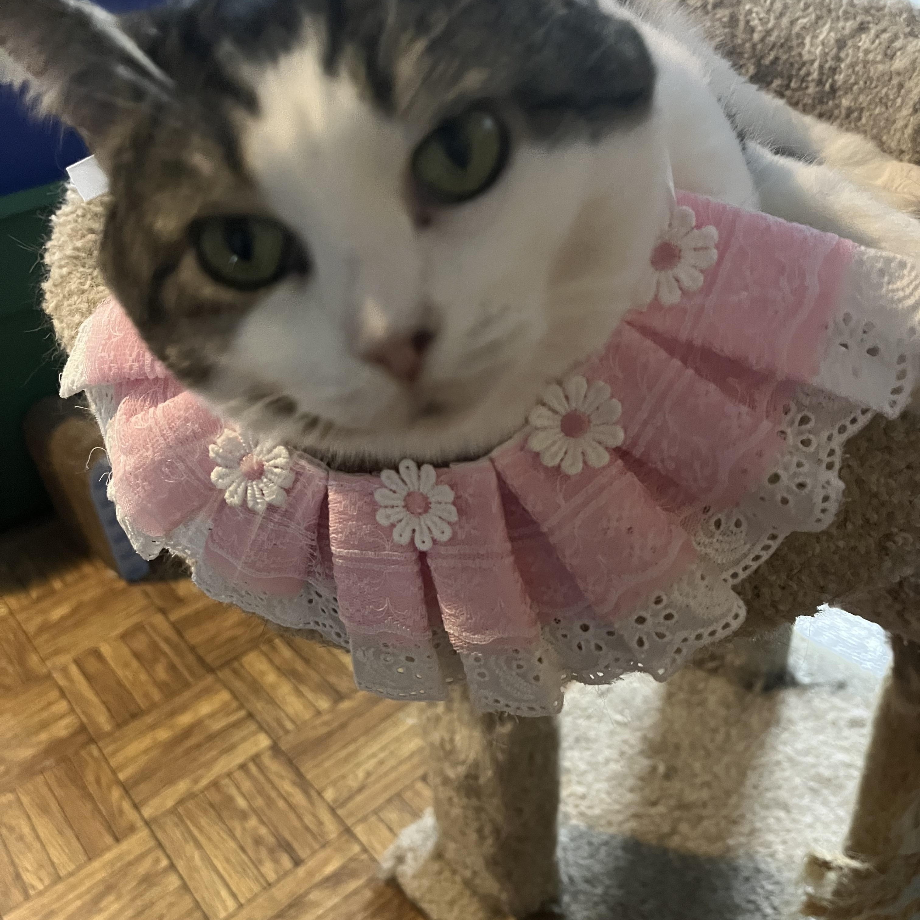 Candy, Adoptable, Adult Female Domestic Short Hair.