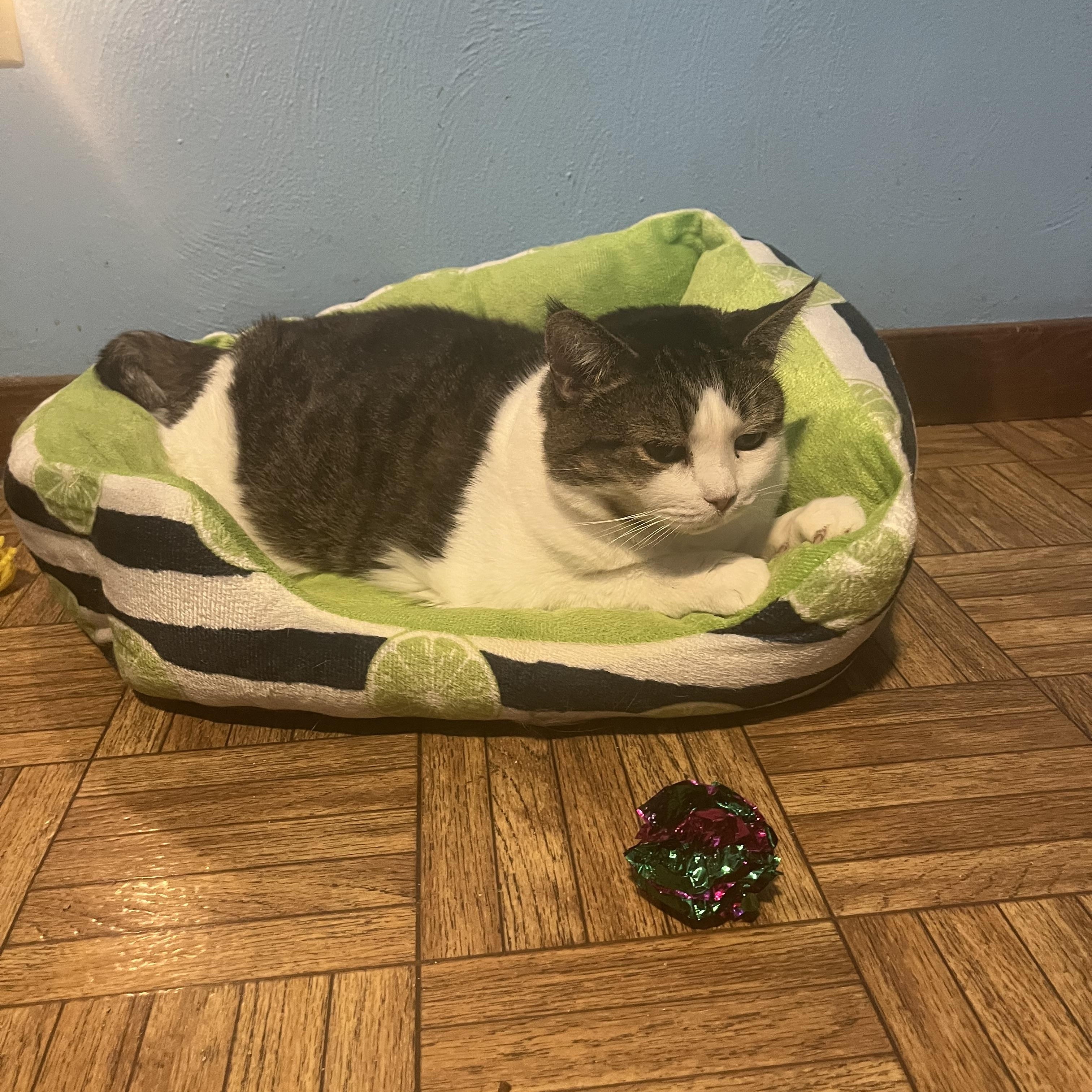 Candy, a Adoptable Domestic Short Hair in Springdale, PA image 3/5